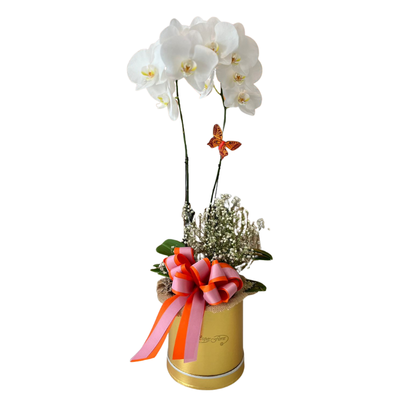 Caja de Orquidea-037
